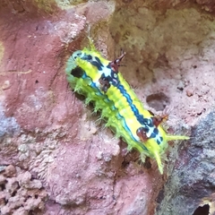 Limacodinae