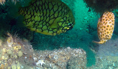 Cleidopus gloriamaris