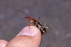 Galerita orientalis
