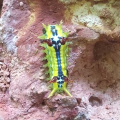 Limacodinae