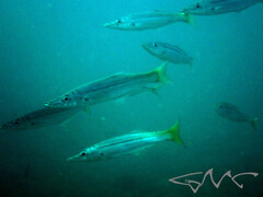Dinolestes lewini