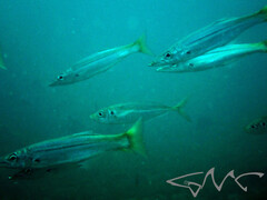 Trachurus novaezelandiae