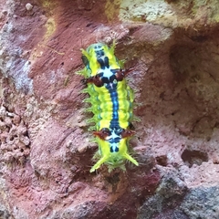 Limacodinae