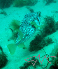 Dicotylichthys punctulatus