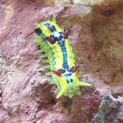 Limacodinae
