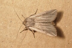 Mythimna riparia