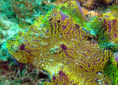 Botrylloides leachii