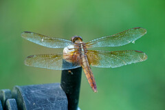 Crocothemis servilia mariannae