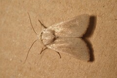 Mythimna sicula