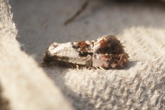 Neocochylis hybridella