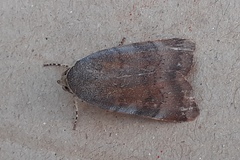 Noctua janthina