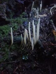 Clavaria