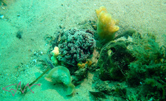 Dendronephthya australis