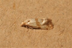 Phalonidia contractana