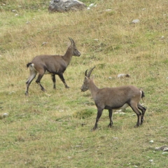 Capra ibex