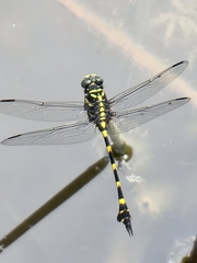 Ictinogomphus decoratus