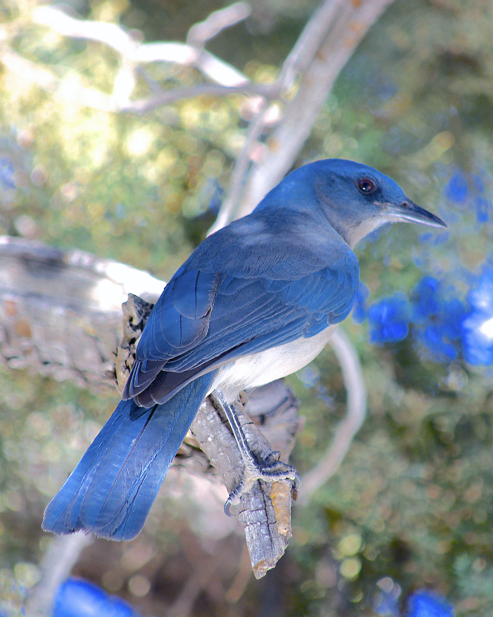 Mexican Jay (Aphelocoma wollweberi) · iNaturalist