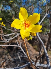 Cochlospermum gillivraei
