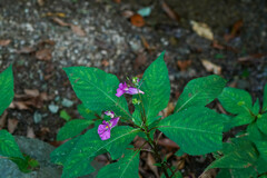 Impatiens textorii