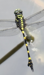 Ictinogomphus decoratus