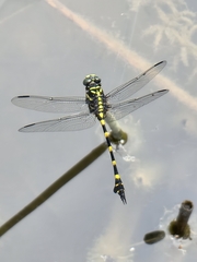 Ictinogomphus decoratus