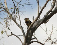 Trachyphonus vaillantii vaillantii