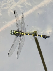 Ictinogomphus decoratus