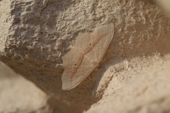 Scopula imitaria