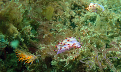 Coryphellina poenicia