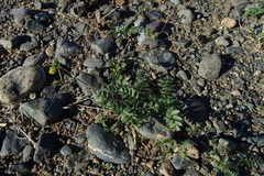 Potentilla astragalifolia