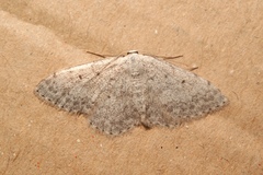 Scopula marginepunctata