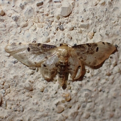 Idaea filicata