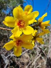 Cochlospermum gillivraei