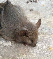 Mus musculus