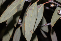 Eucalyptus cretata