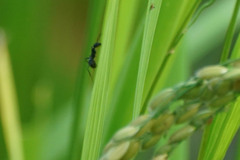 Formicinae