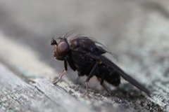 Brachycera