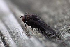 Brachycera