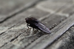 Brachycera