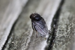 Brachycera