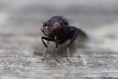 Brachycera