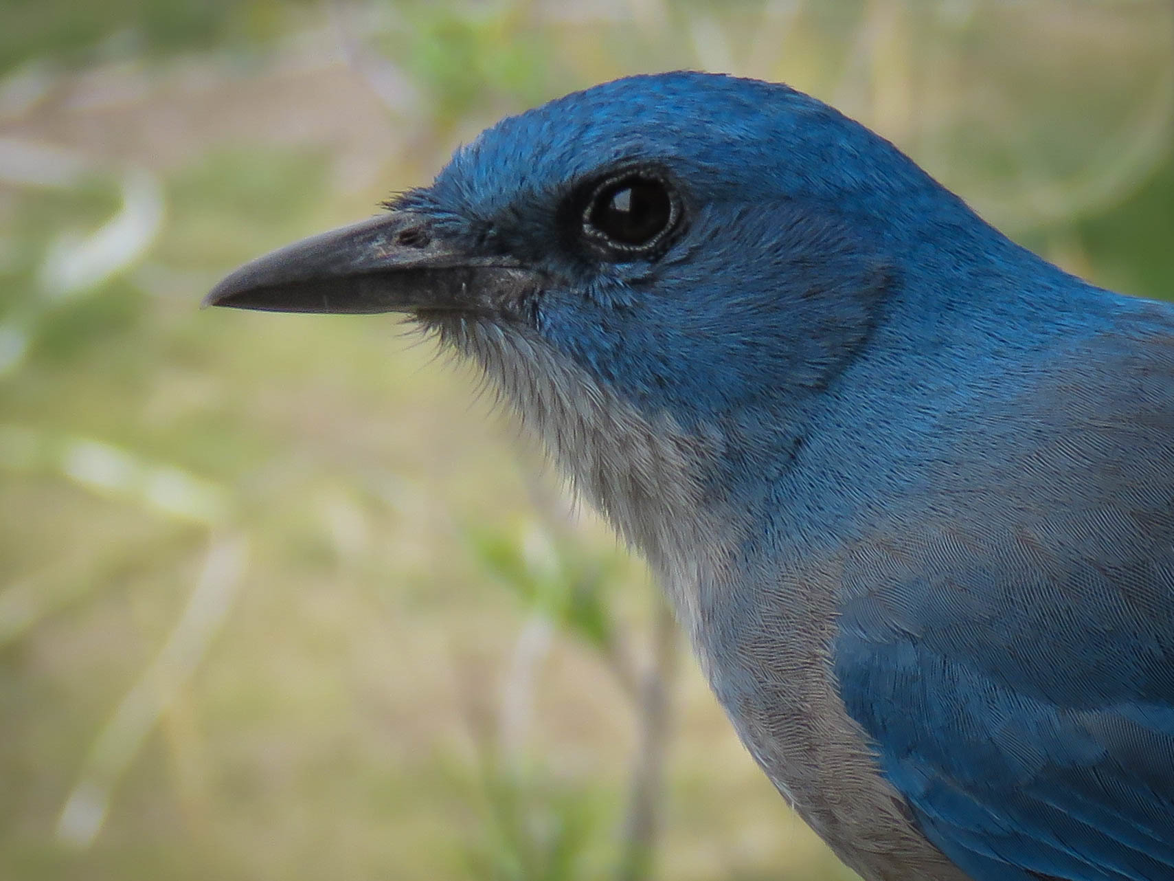 Mexican Jay (Aphelocoma wollweberi) · iNaturalist
