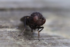 Brachycera