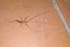 Talitropsis poduroides