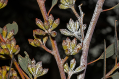 Eucalyptus cretata