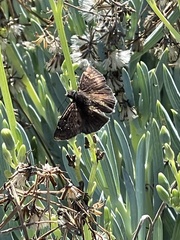 Erynnis tristis