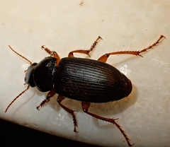 Harpalus rufipes