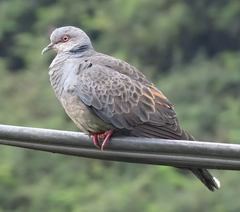 Streptopelia lugens
