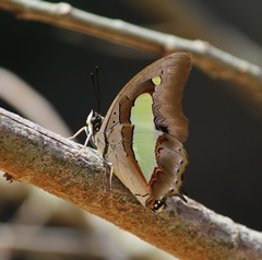 Polyura bharata