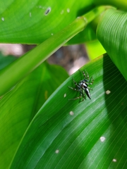 Telamonia